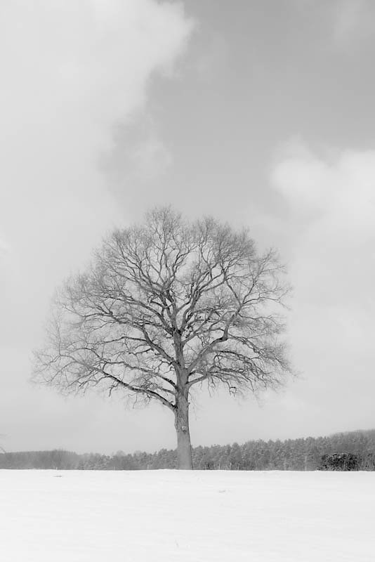Lonely tree(s)